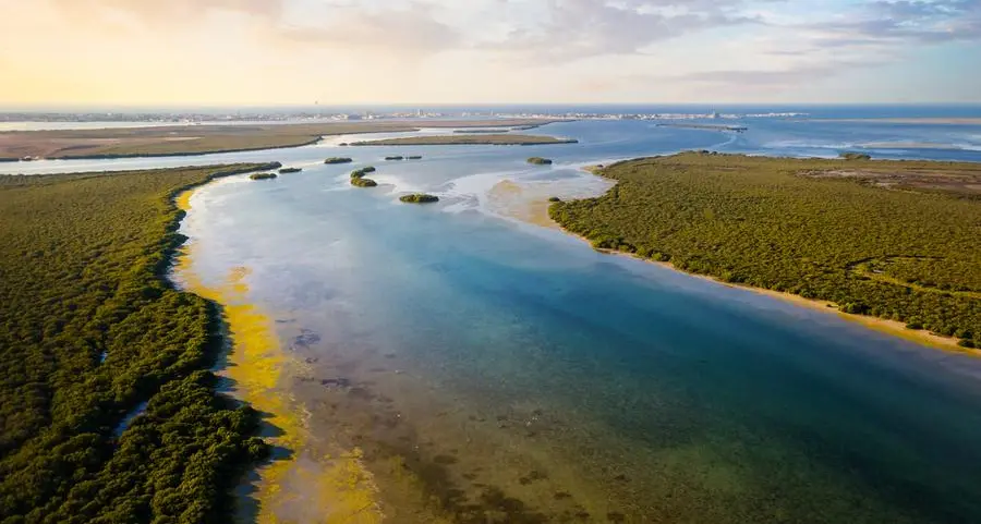UAE to get greener: National Day Mangrove Project all set to begin with 10,000 trees