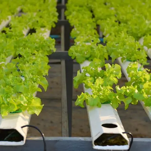 Oman’s first hydroponic farm set in luxury Jabal Akhdar hotel