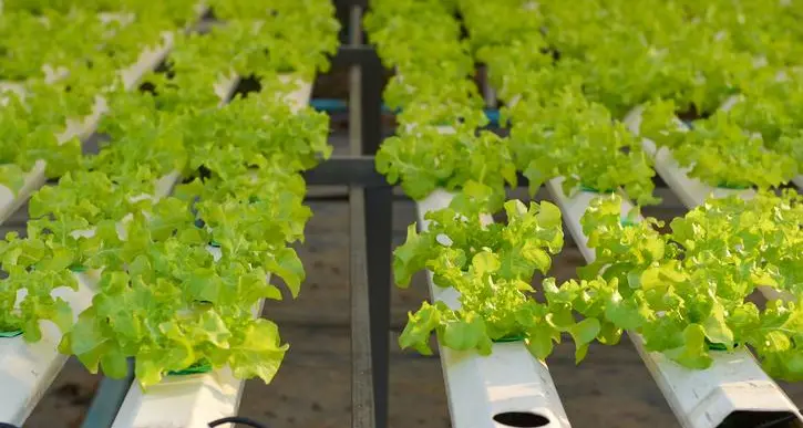 Oman’s first hydroponic farm set in luxury Jabal Akhdar hotel