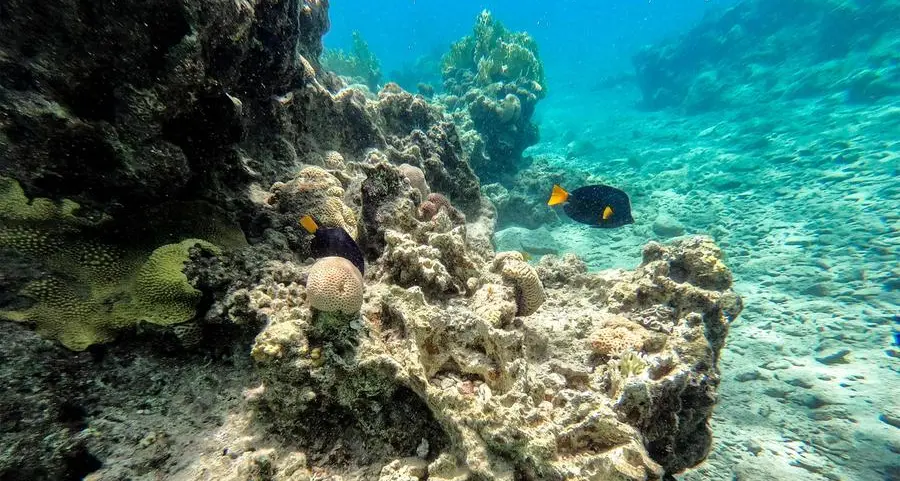 Red Sea corals threatened by mystery sea urchin deaths