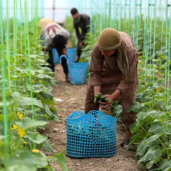 No alternative: Afghan farmers lament Taliban poppy ban
