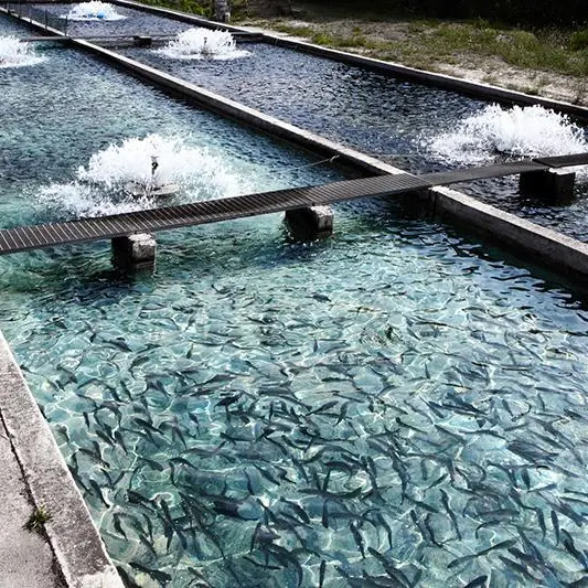 ADQ, Finnforel explore feasibility of developing cutting-edge fish farming facility in KEZAD