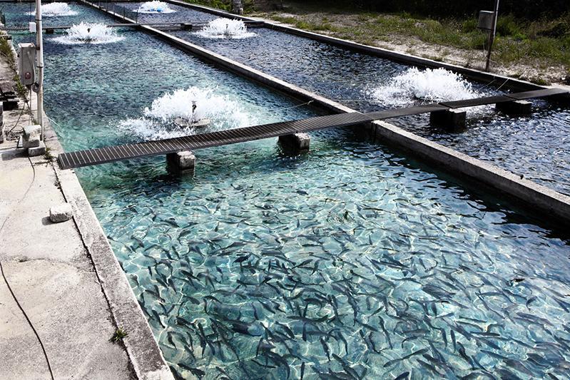 Oman: 24 integrated aquaculture farms granted MAFWR licences in 2024