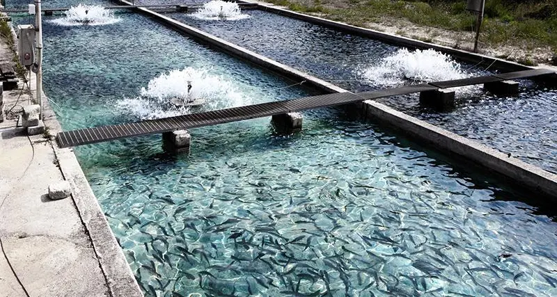 Egypt: SCZone signs deal with Spain’s Tejedor Lazaro to boost fish farming cooperation