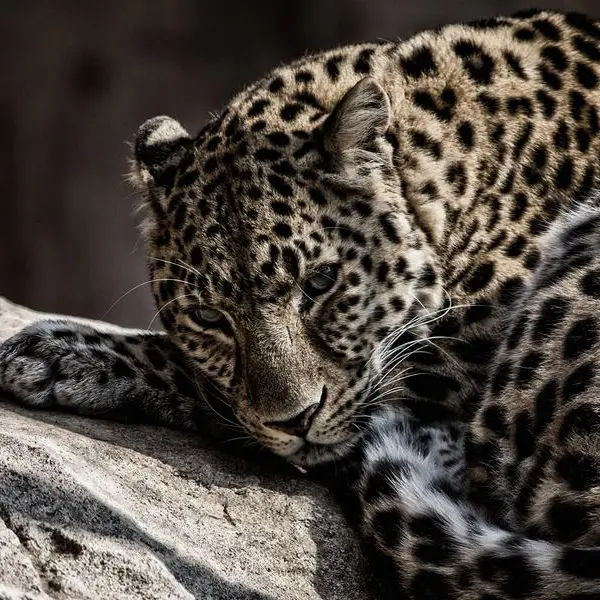 Genes provide hope for survival of Arabian leopard