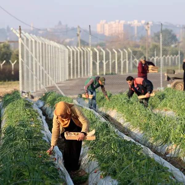 More than half of cropland in hungry Gaza is damaged, UN says