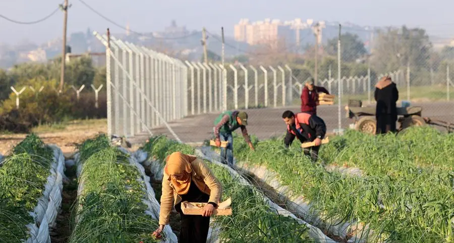 More than half of cropland in hungry Gaza is damaged, UN says