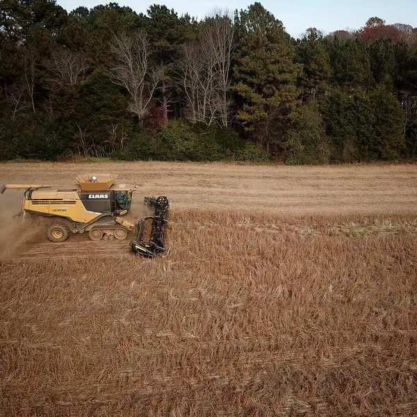 Soybeans rise after 4-day slide, but harvest pressure caps gains