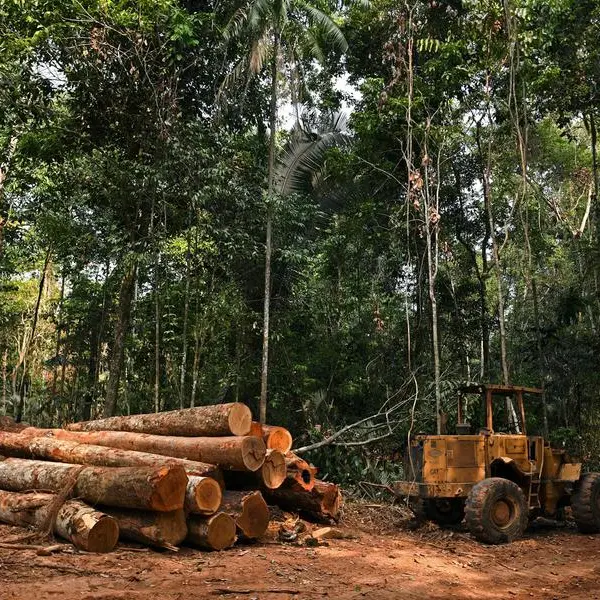 UN-backed deforestation carbon credits failing: study