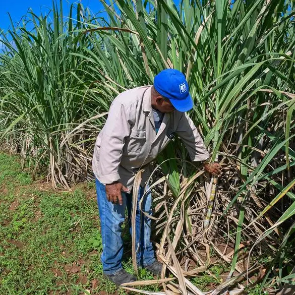Philippines to export 24,700 MT raw sugar to US soon