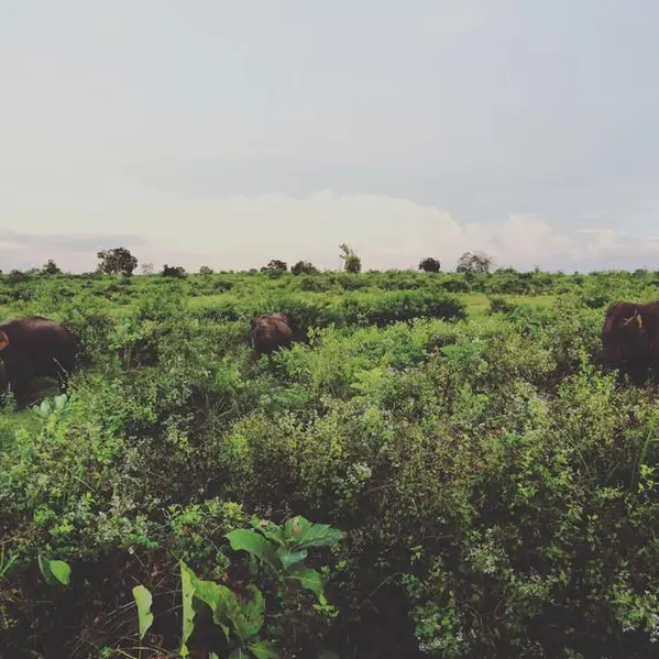 AAAID, Kuwait Investment Company to enhance multi-sector investment cooperation