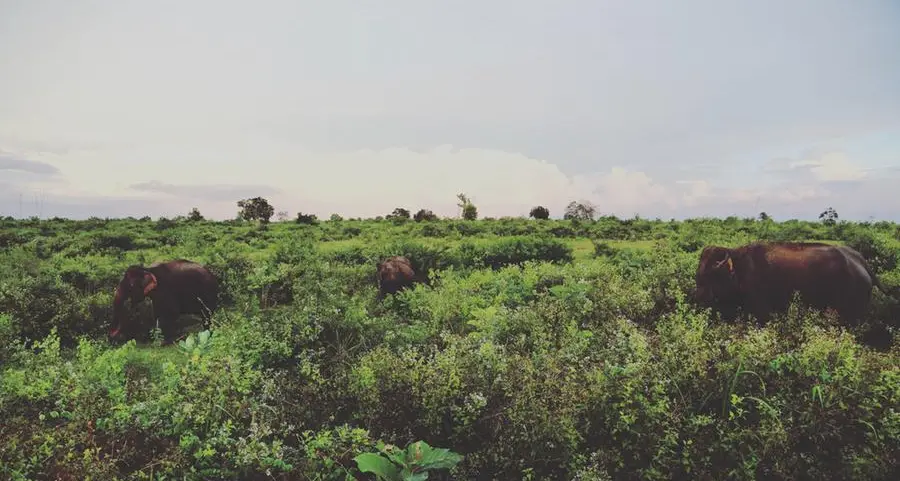 AAAID, Kuwait Investment Company to enhance multi-sector investment cooperation