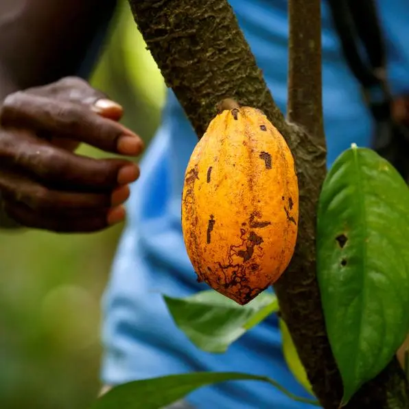 Ivory Coast cocoa farmers welcome light rain