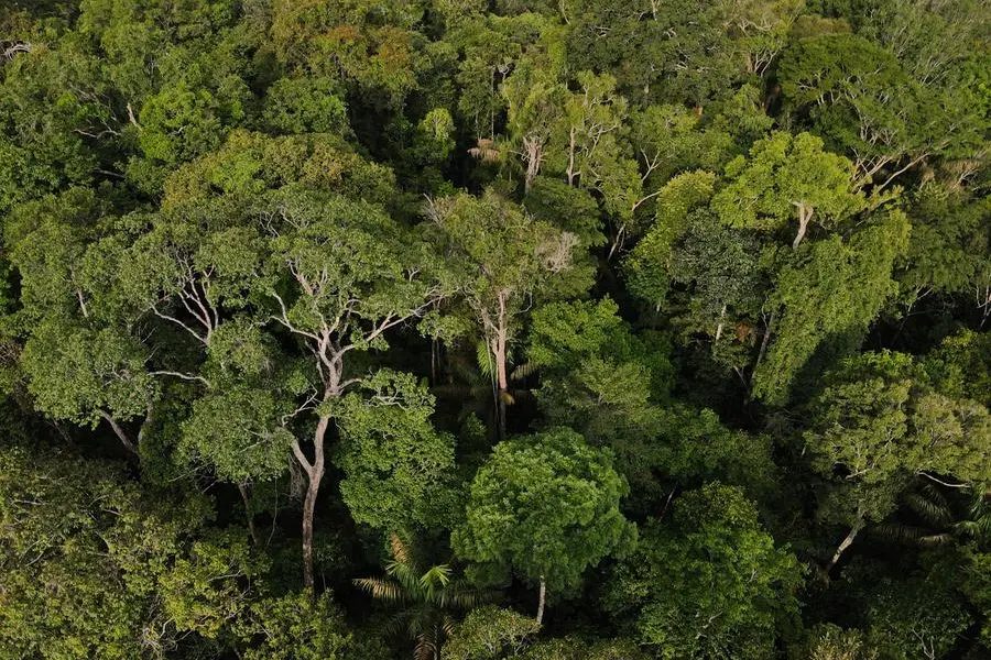 Brazil vote could decide fate of the  rainforest — and Earth