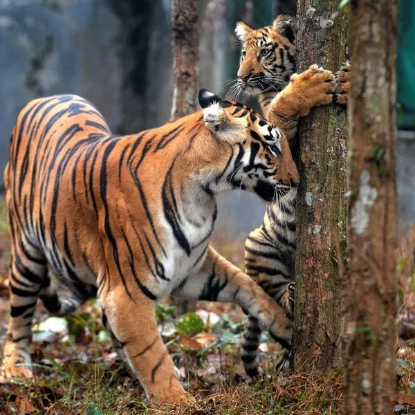 India's tiger population rises above 3,000