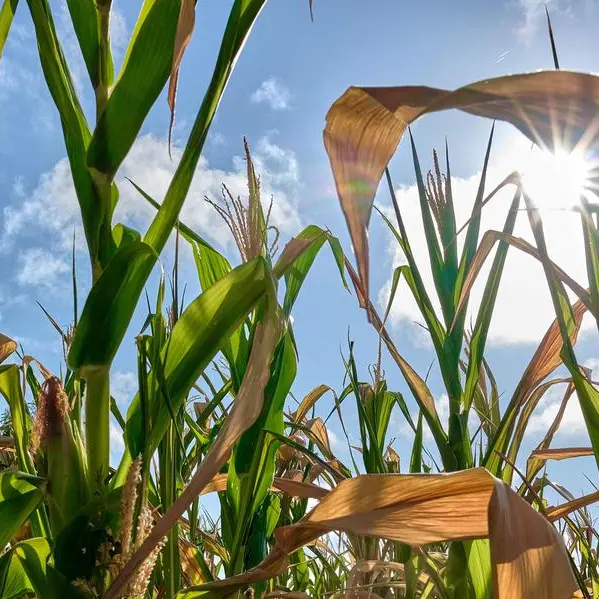 Global competition and local challenges shake South African maize prices