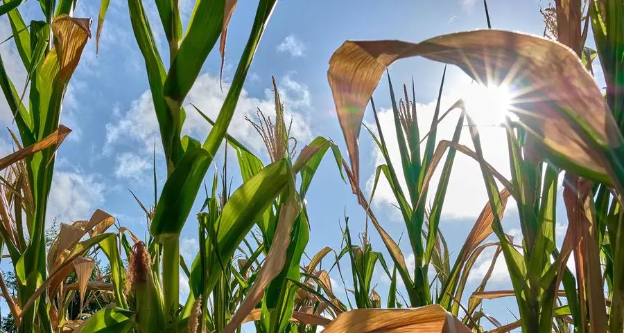 Global competition and local challenges shake South African maize prices