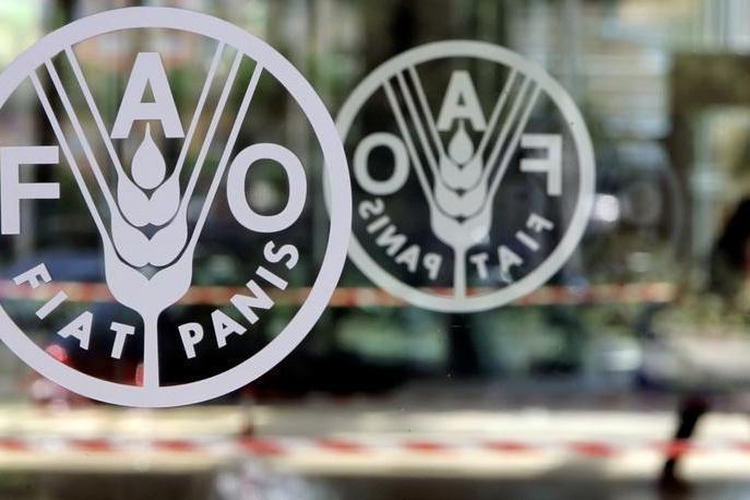 World food prices fall for third month in November, UN&#039;s FAO says