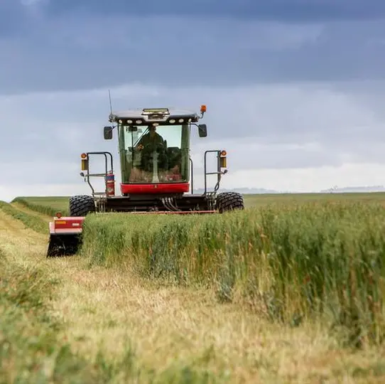 Middle East embracing Oaten Hay for livestock nutrition