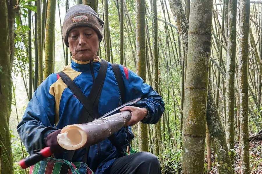 Taiwan tribe despairs as drought shrinks bamboo crop