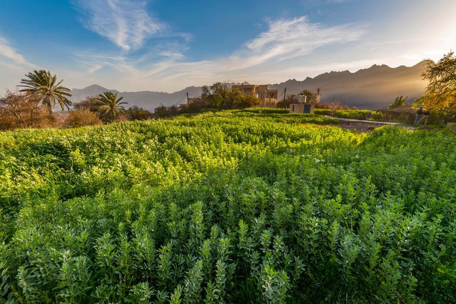 Oman: Commercial sesame project announced