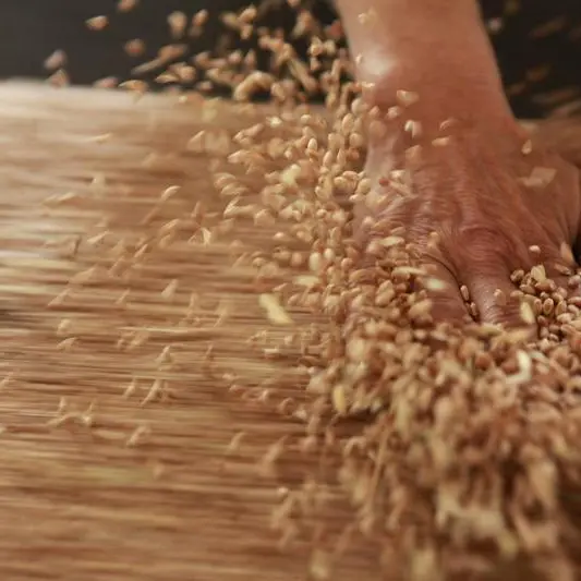 Morocco expects cereals harvest of 9mln tons in 2026, minister says