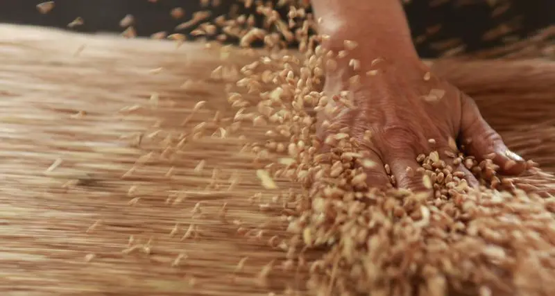 Morocco expects cereals harvest of 9mln tons in 2026, minister says