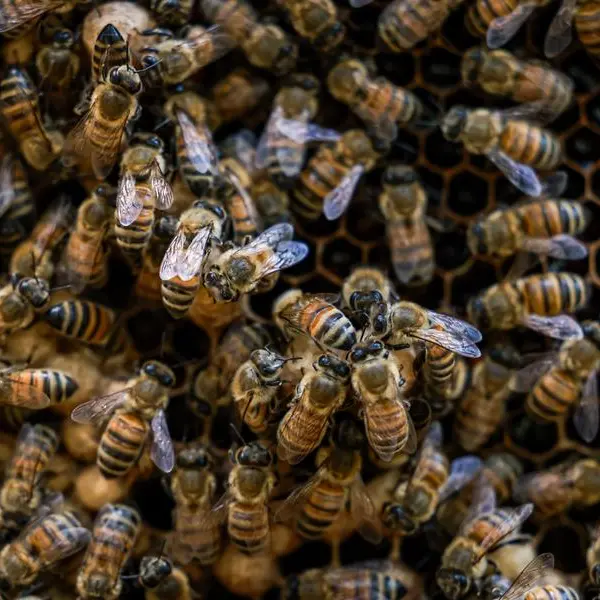 ADAFSA pledges continued support for Emirati honey bee development