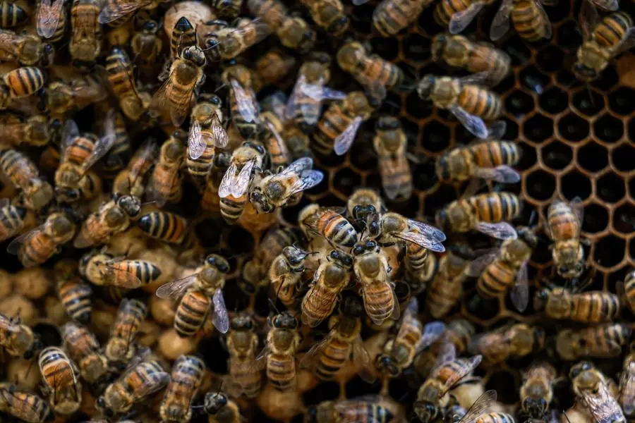 ADAFSA pledges continued support for Emirati honey bee development