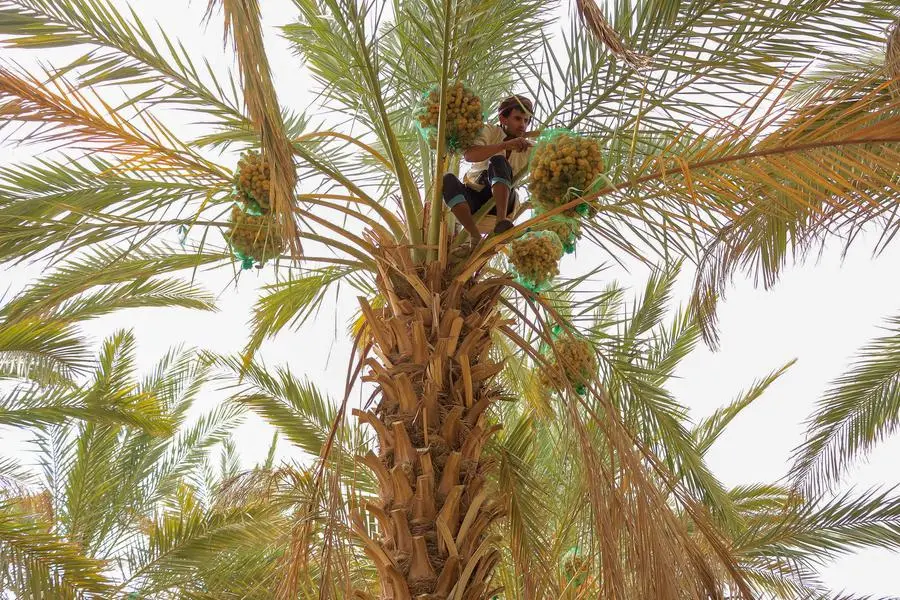 A Yemeni farmer picks dates during the annual harvest season in Yemen\\'s government-controlled northern city of Marib on July 21, 2024. (Photo by AFP) Image used for illustration purpose. , Agence France-Presse (AFP)/AFP