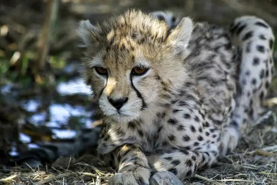 Second cheetah brought from Africa dies in India