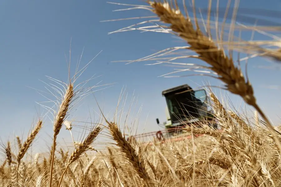 Desert wells help Iraq harvest bumper wheat crop as rivers dry