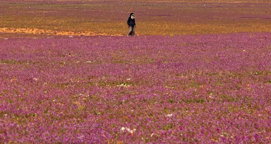 Floral bloom turns Saudi desert purple