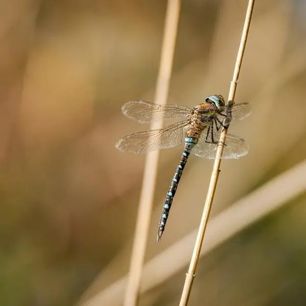 UAE: Seeing a lot of dragonflies in your area? Why these insects are a good thing