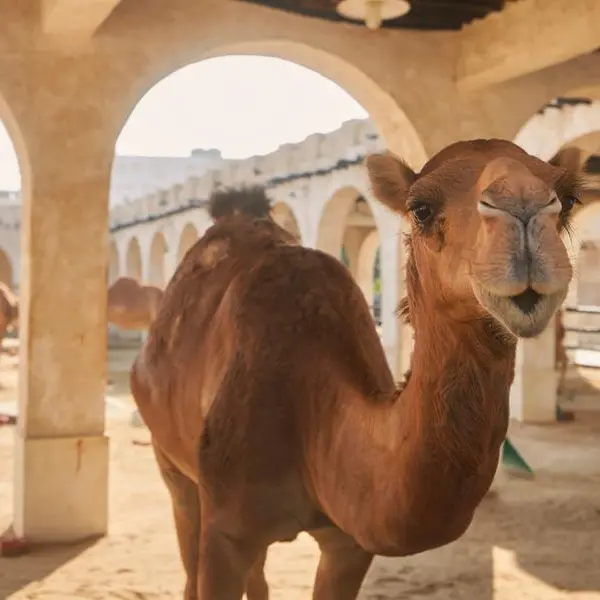 Oman: MAFWR boosts camel milk value chain in Dhofar