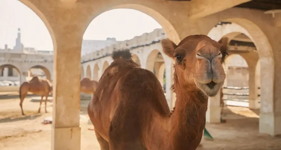 Oman: MAFWR boosts camel milk value chain in Dhofar