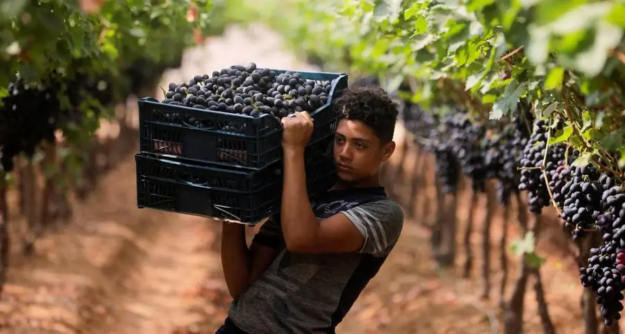 Egypt, Ireland explore partnership opportunities in food security, agritech