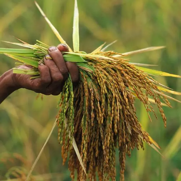 USDA cuts Philippines rice import forecast