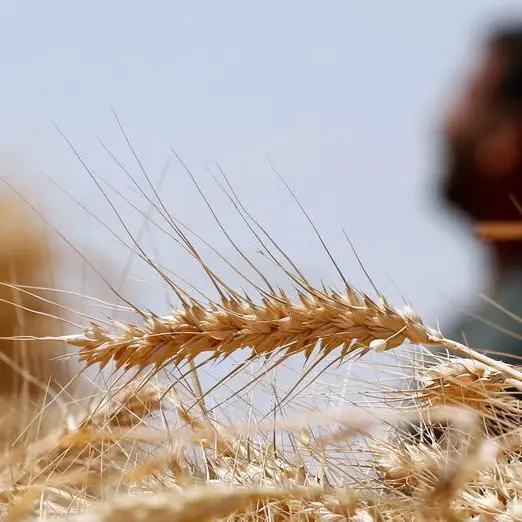 السعودية تطرح مناقصة لاستيراد 595 ألف طن من القمح