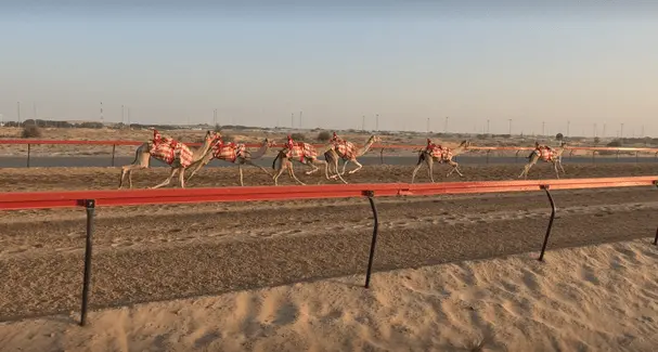 Fujairah Research Centre announces “significant leap forward” in racing camels’ genetics testing