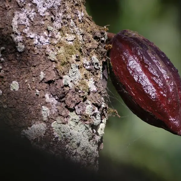 Sweet treat, bitter pill: Why your next chocolate bar will cost more?