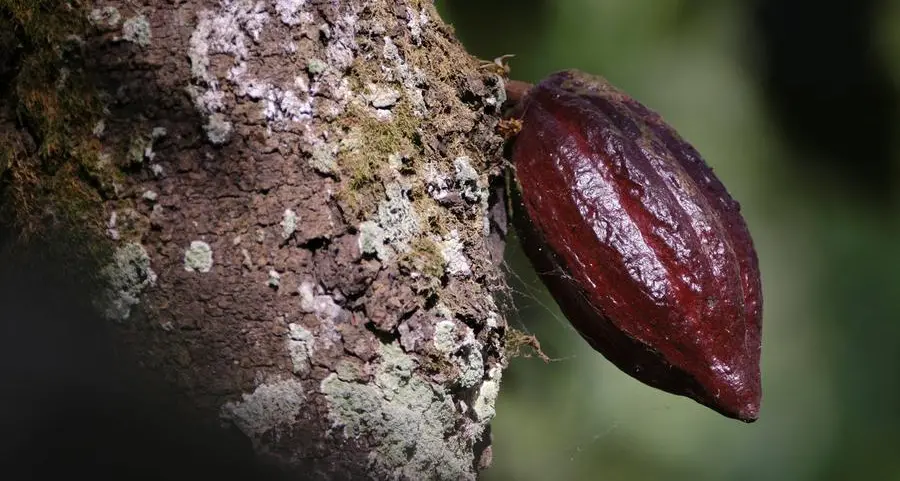 Sweet treat, bitter pill: Why your next chocolate bar will cost more?