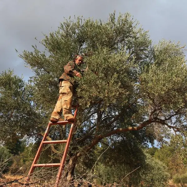 Jordan's farmers gear up for new year amid rising costs, unpredictable weather