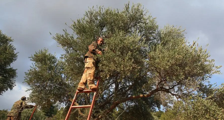 Jordan's farmers gear up for new year amid rising costs, unpredictable weather