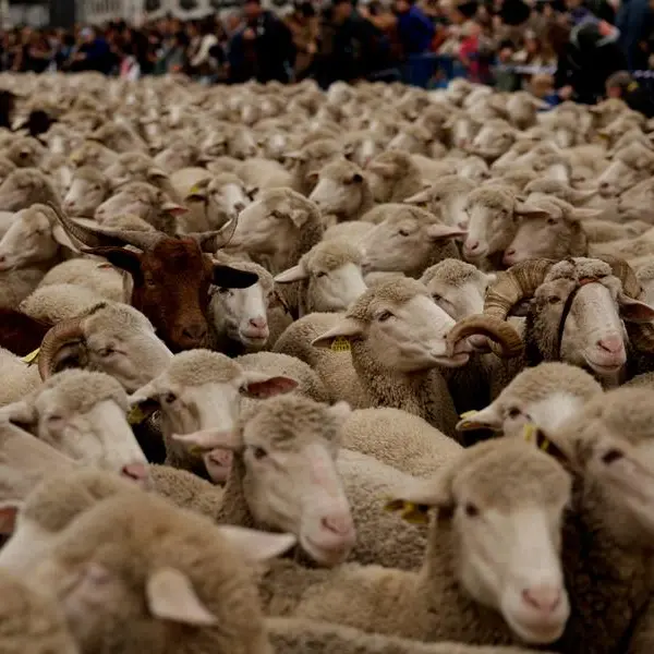 Australia to ban controversial live sheep exports by sea from May 2028