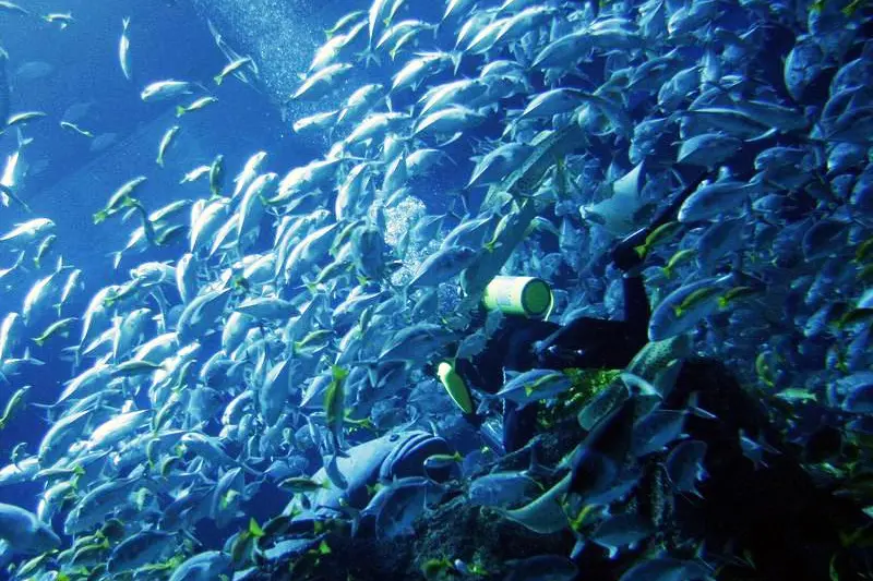 Fish surround a diver during a feeding session in the aquarium in Dubai Mall, which covers the area of 50 soccer pitches, November 4, 2008. REUTERS/Jumana El Heloueh , Jumana El Heloueh 