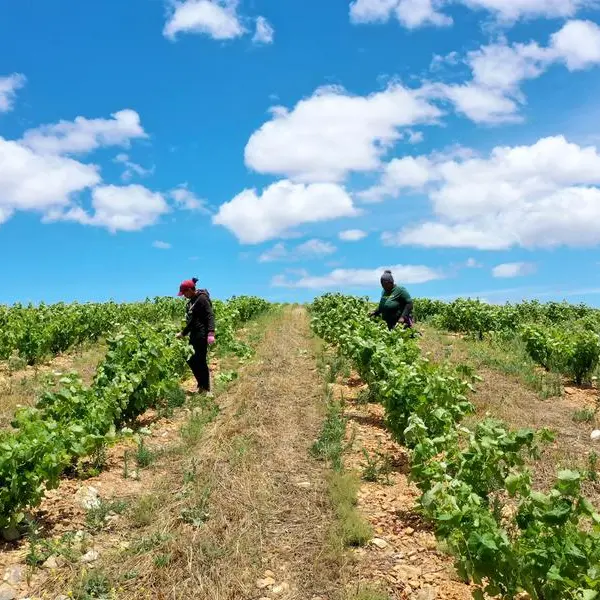 How two women are bridging the gap in South Africa’s food system with bydroponic tunnels