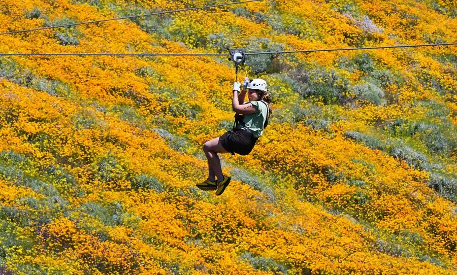 What is a superbloom—and how can you see one responsibly?