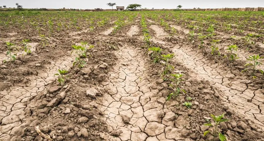 Why East African nations must look inward to address food insecurity