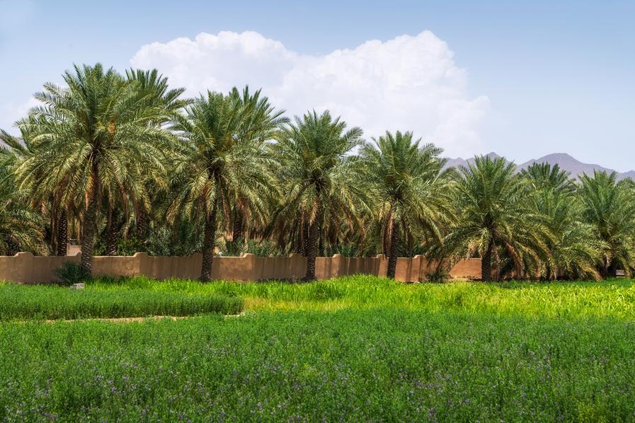 From scarcity to strength: How the Middle East is redefining food and water innovation